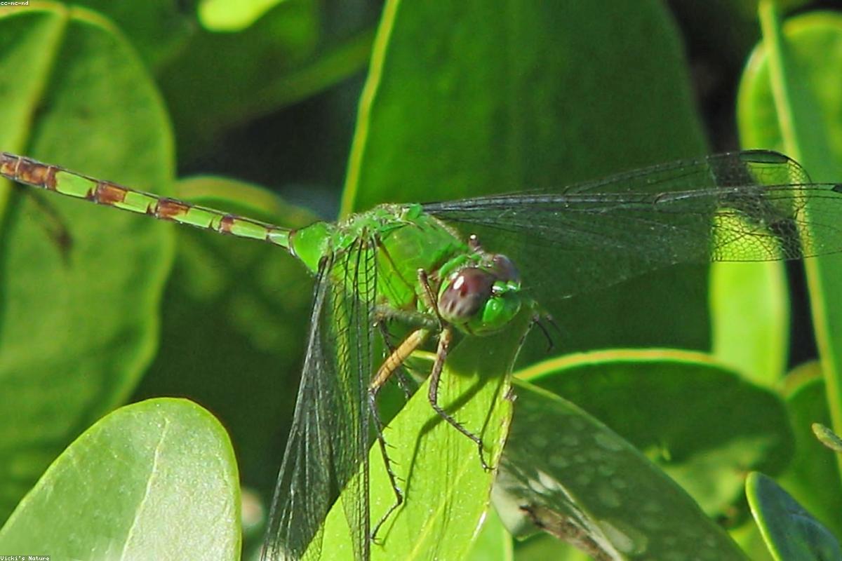 Great Pondhawk male