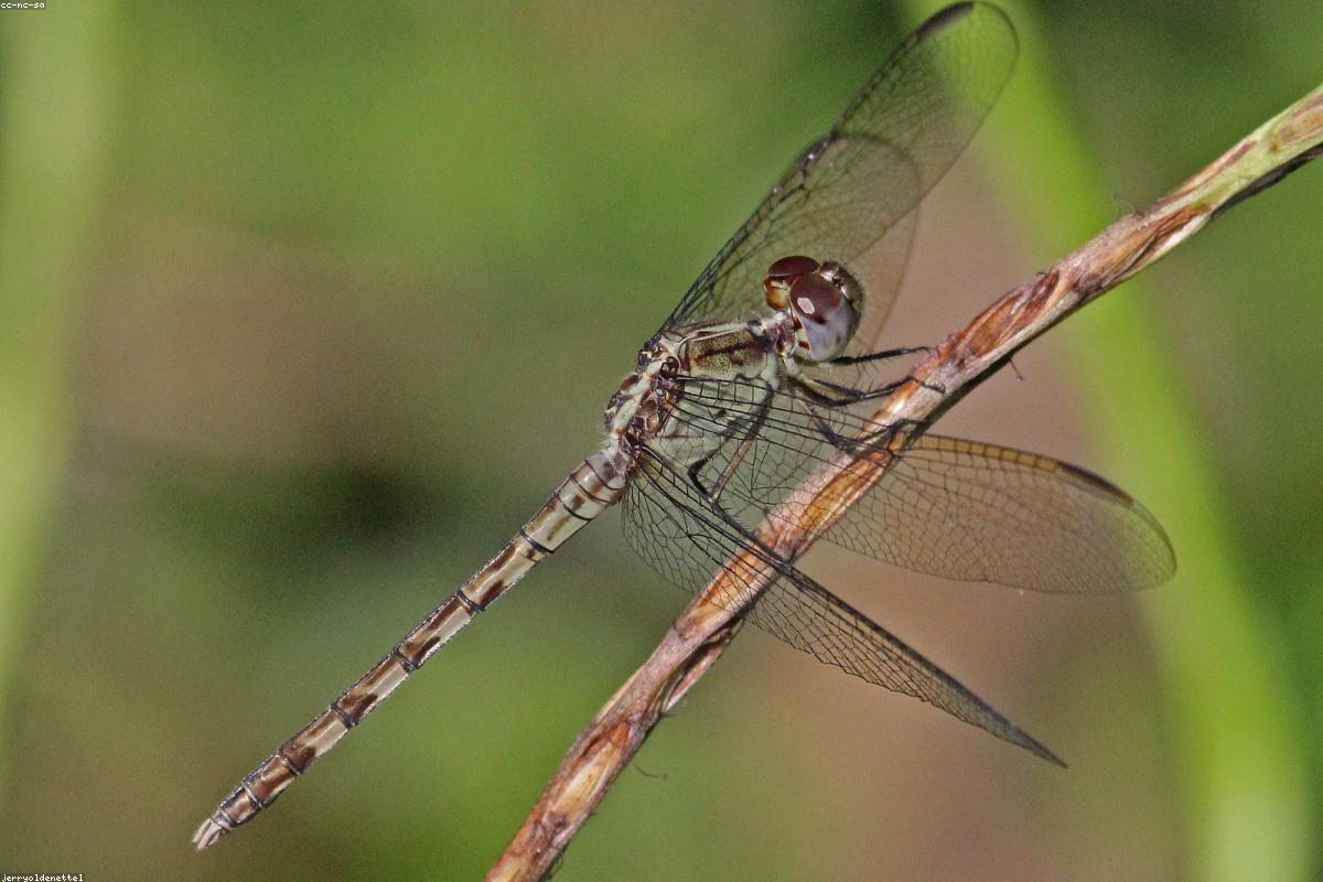 Band-winged Dragonlet