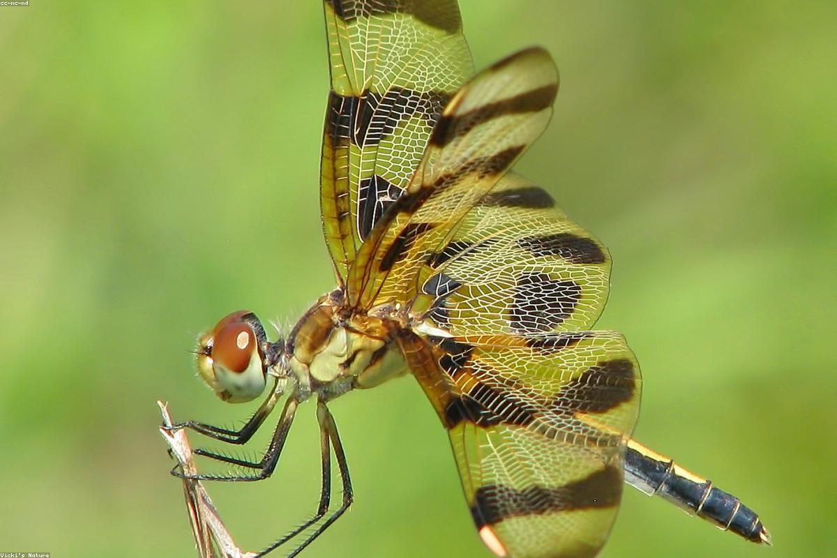 Halloween Pennant already out