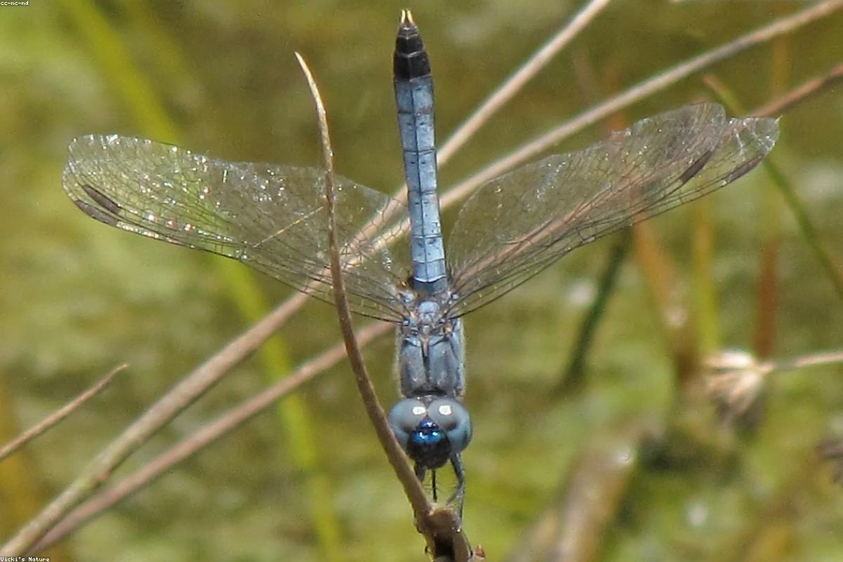 Little Blue Dragonlet