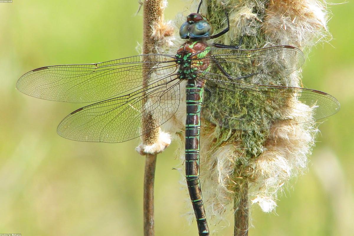 Swamp Darner in flight single frame