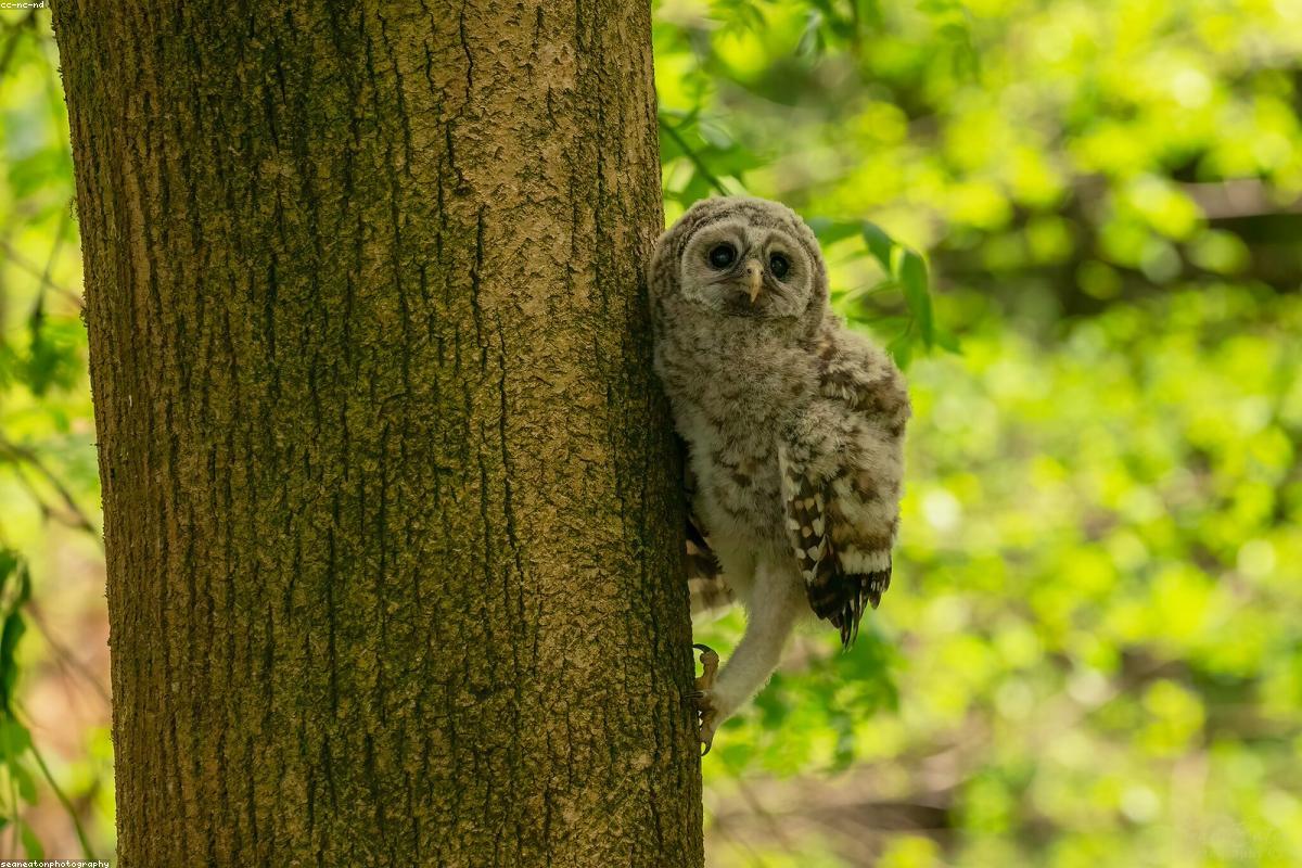 Barred Owl mid-morning on oak