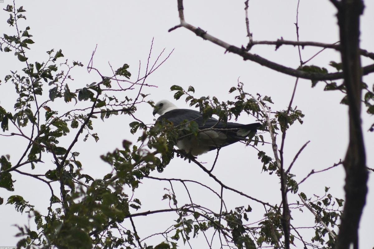 Swallow-tailed Kite threading canopy