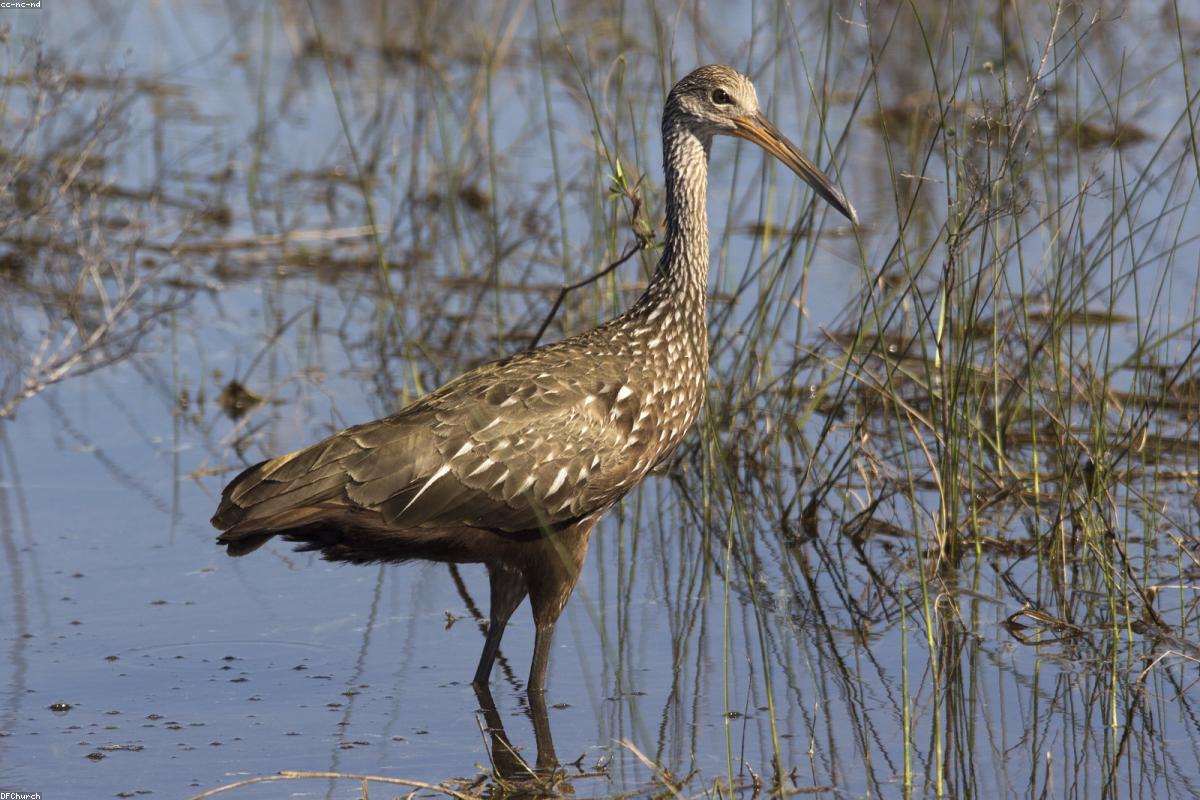 Limpkin with apple snail