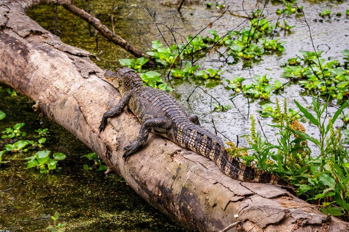 Alligator in slough