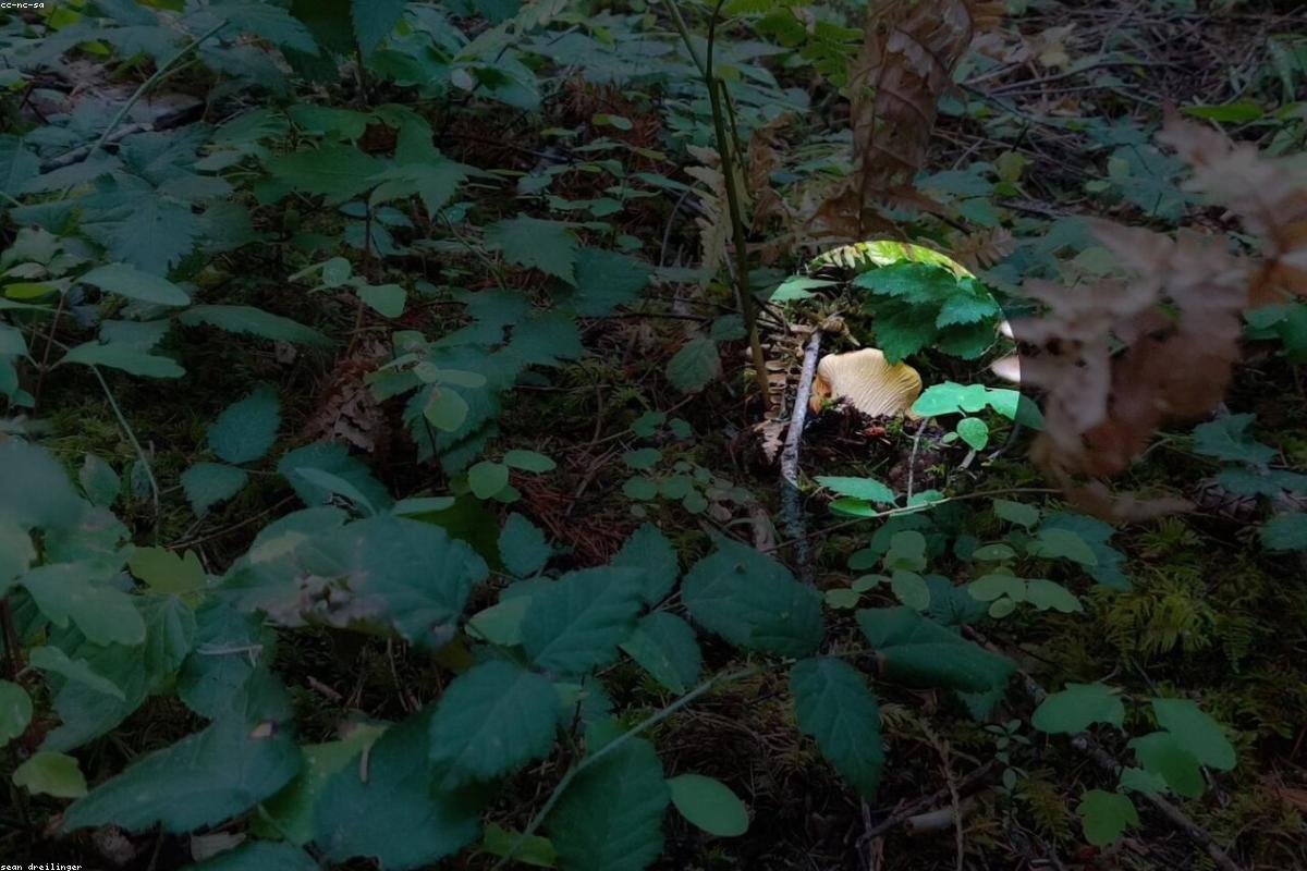 Blue Ridge fungi walk