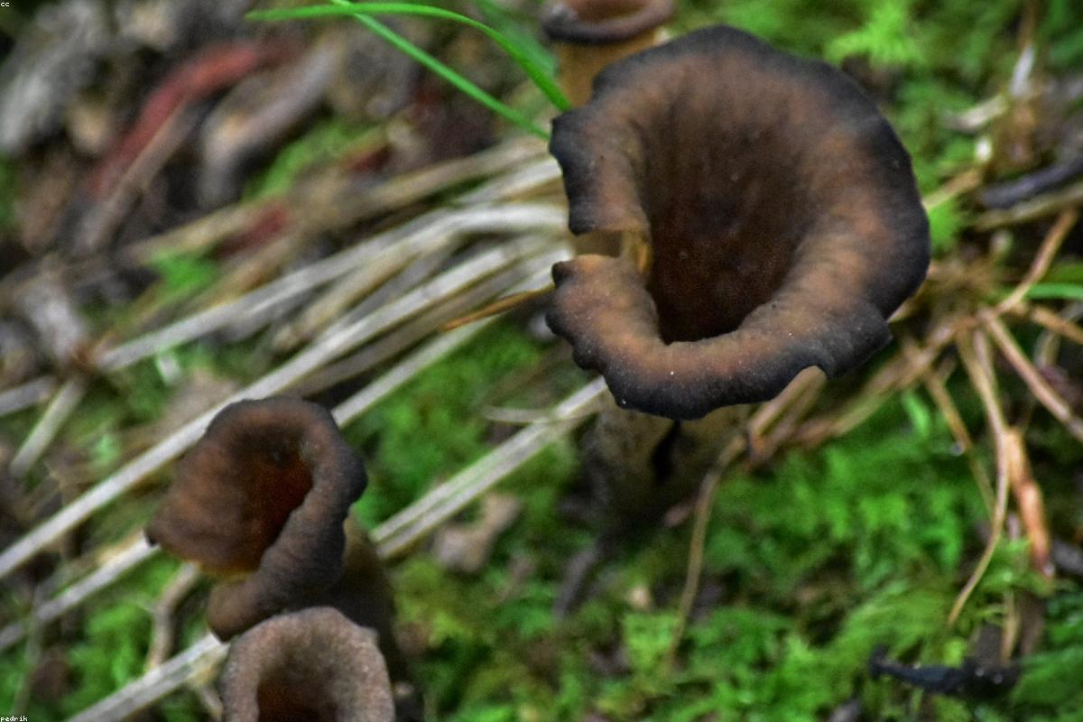 Black Trumpet under poplars