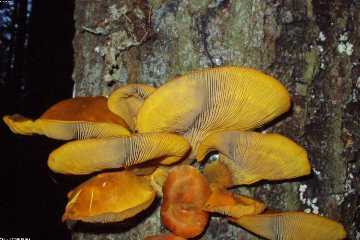 Jack O'Lantern mushroom cluster