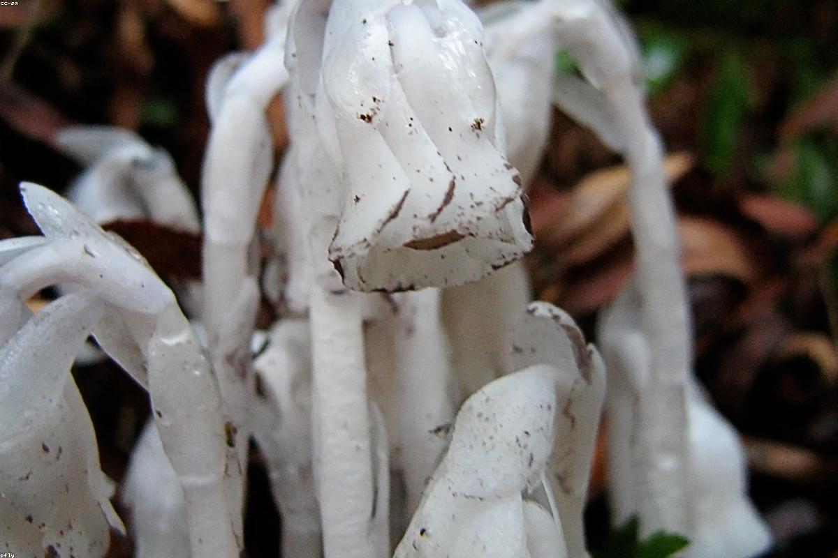Indian Pipe colony in duff