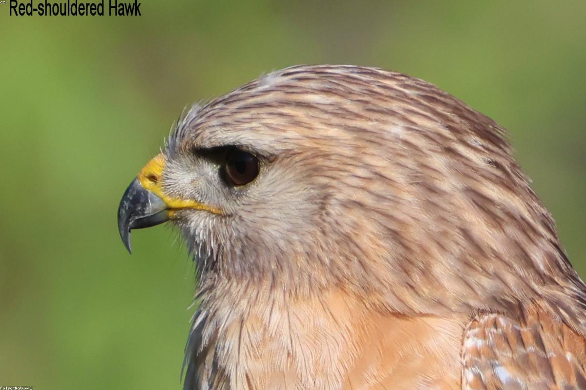 Red-shouldered Hawk flushing from snag