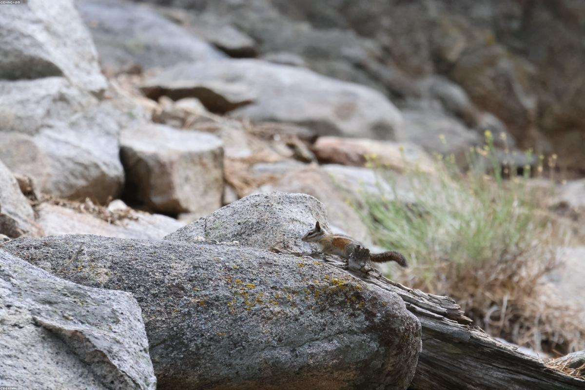Eastern Chipmunk with cheeks full