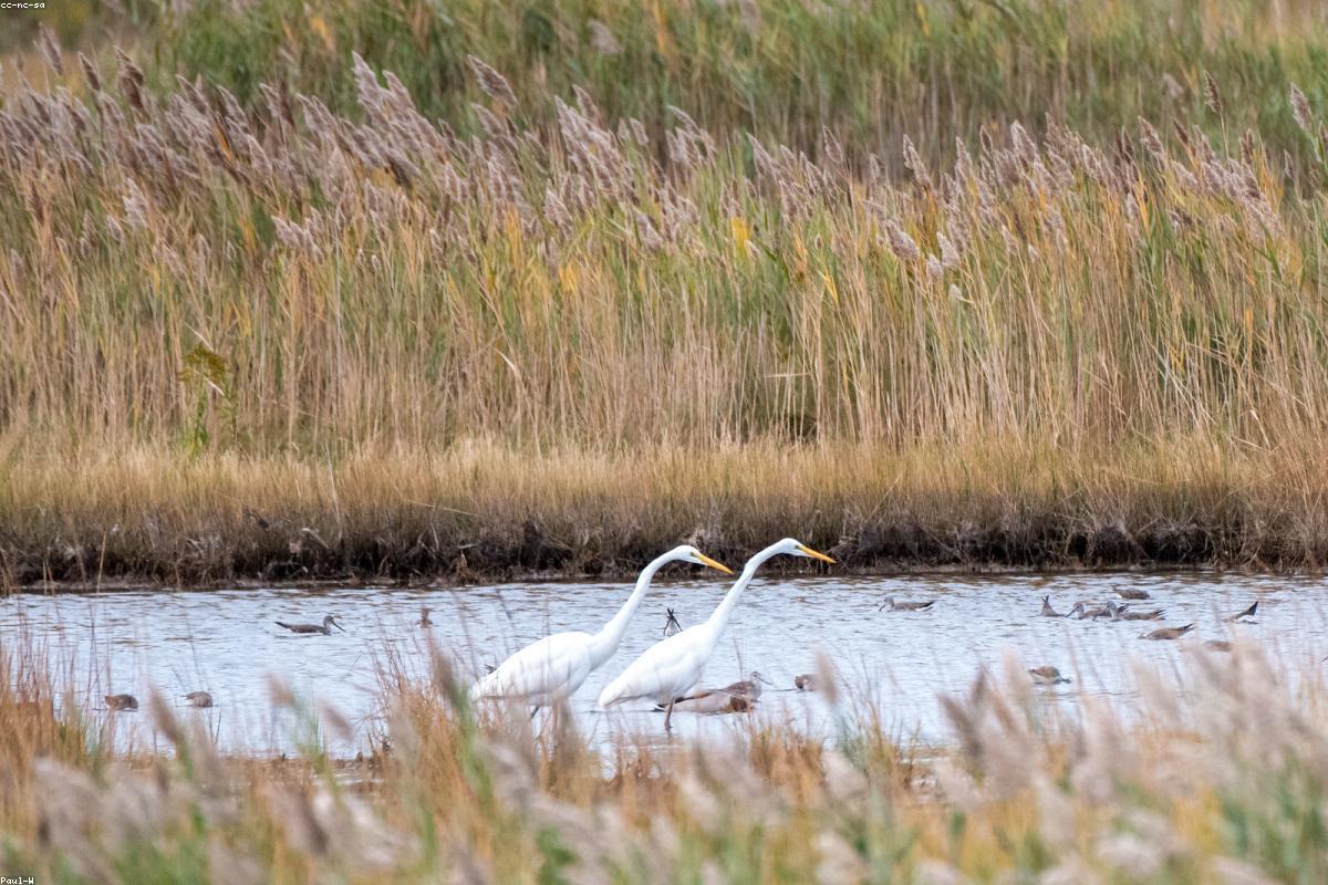 Late-summer shorebirds at Bombay Hook