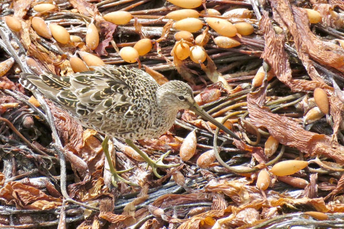 Dowitcher feeding at mudflat edge