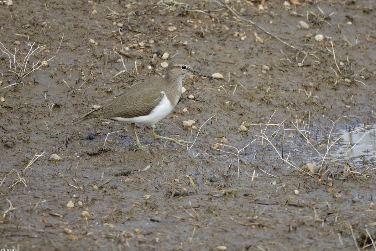 Stilt sandpiper in molting plumage