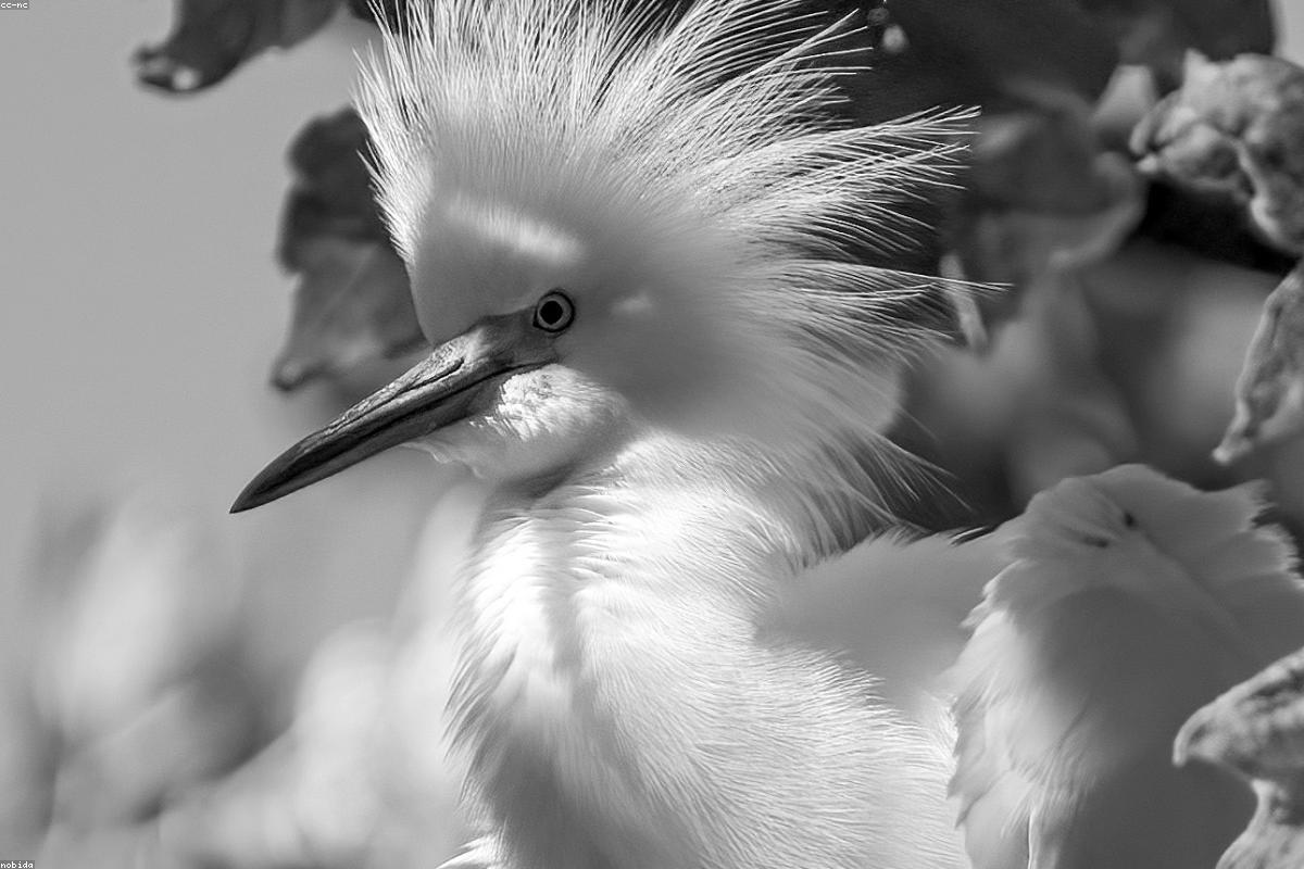Snowy egret with a small fish