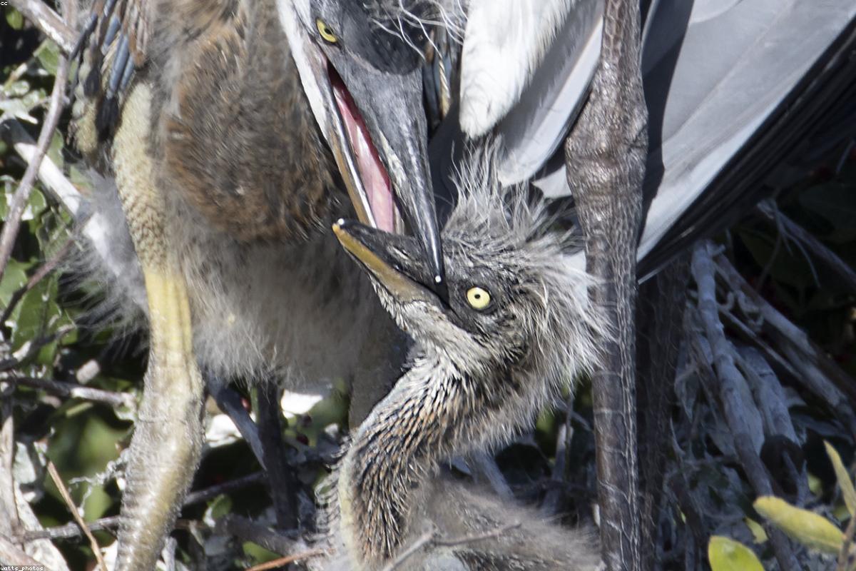 Great blue heron still-hunting