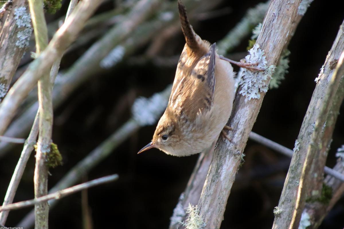 Marsh wren on a reed
