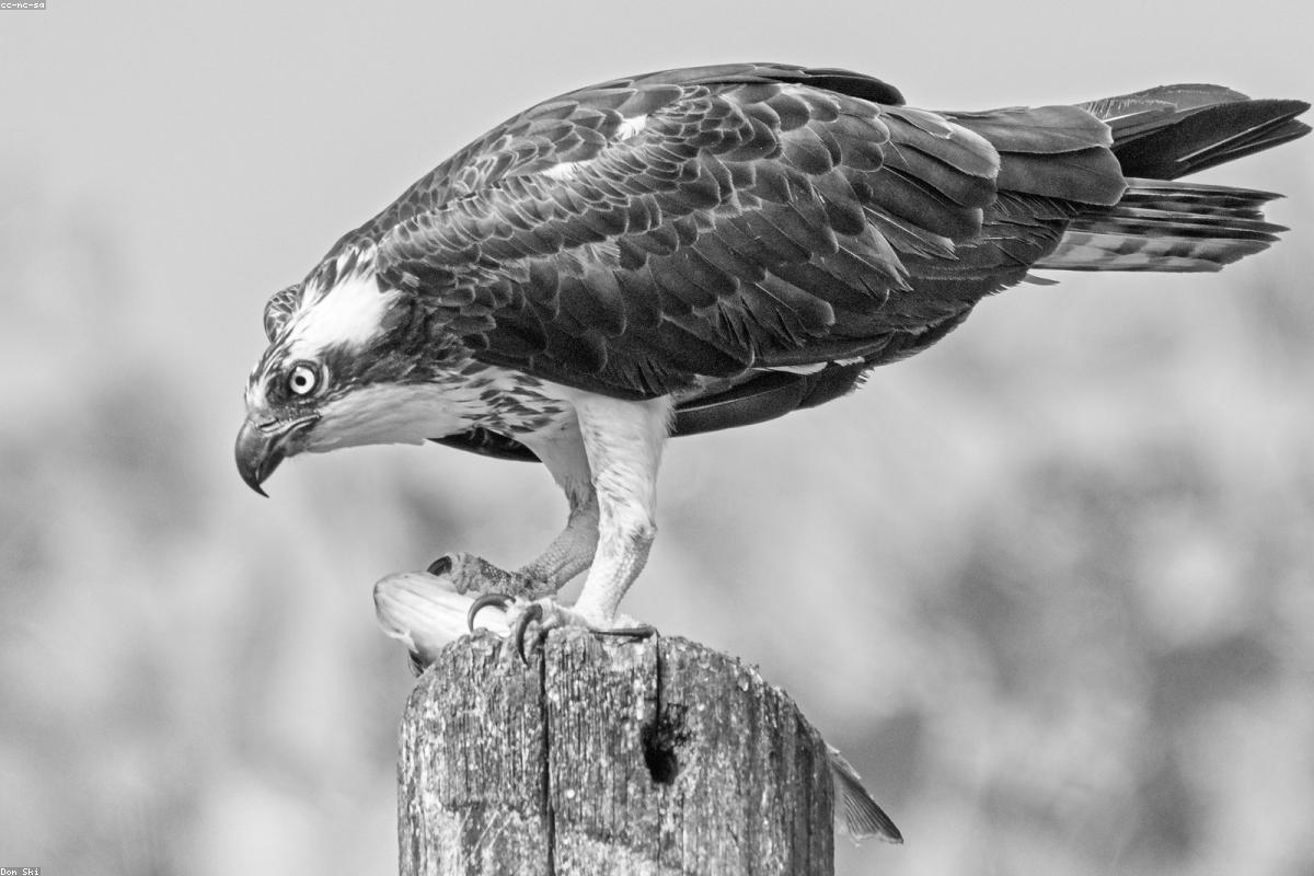 Osprey with a fish in its talons
