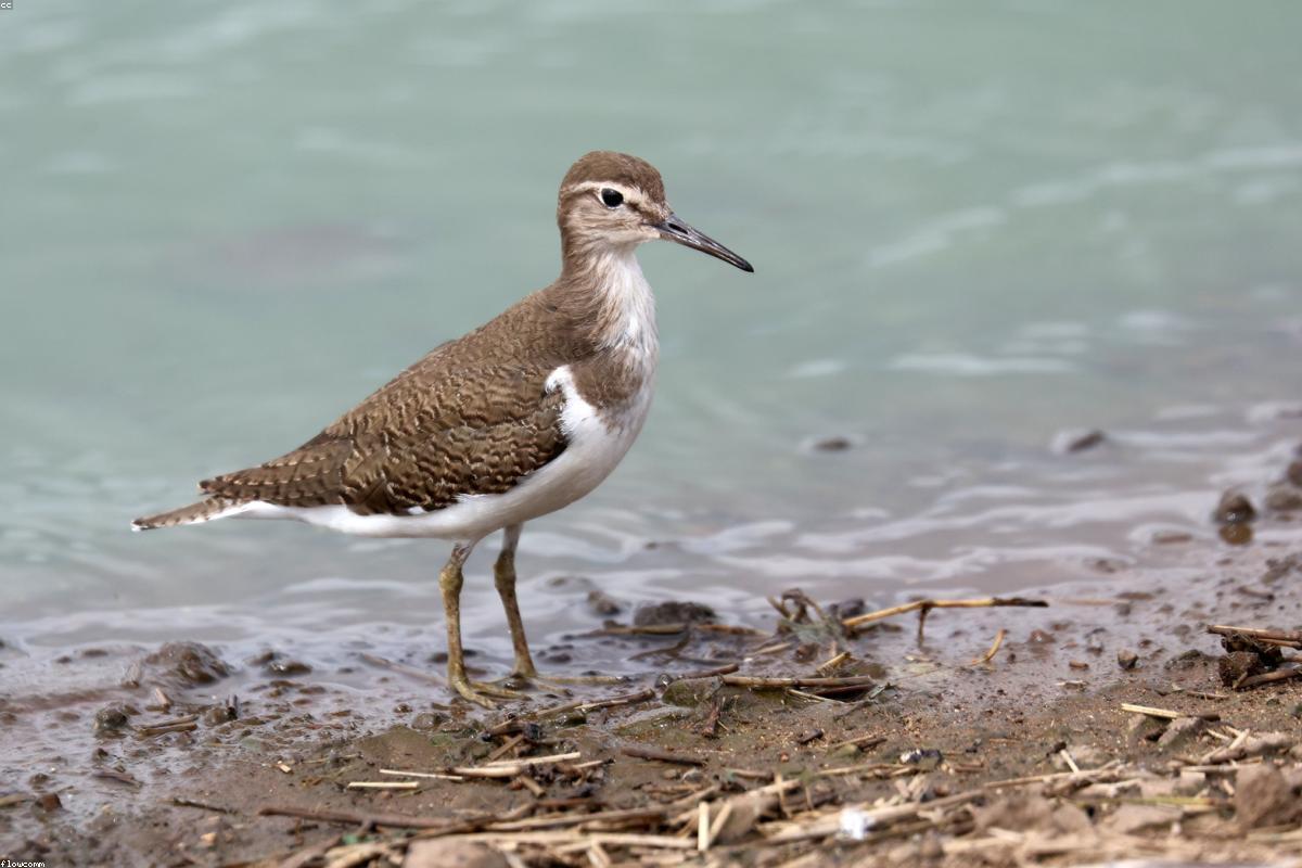 Least sandpiper with yellow legs