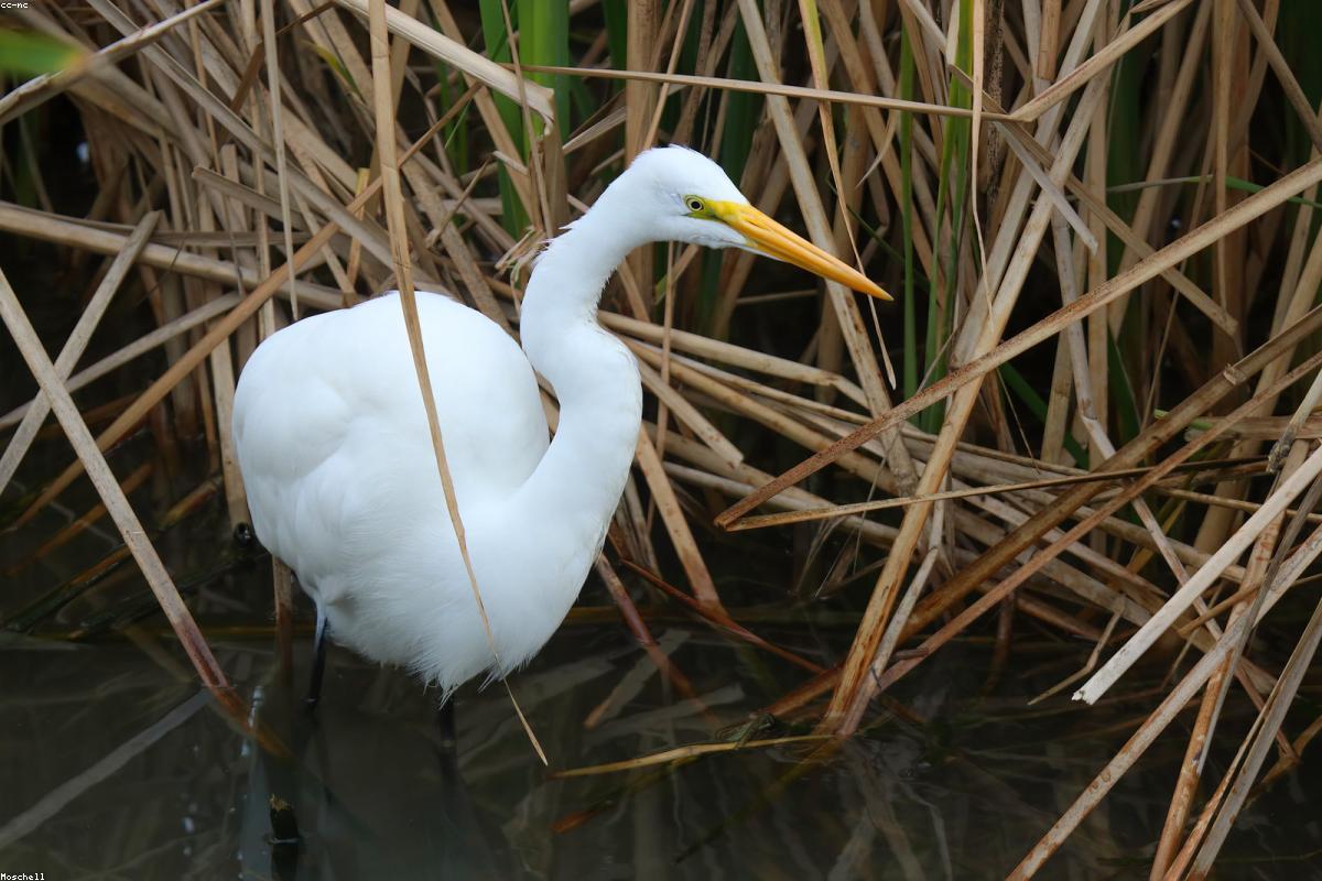 Great egret lifting off