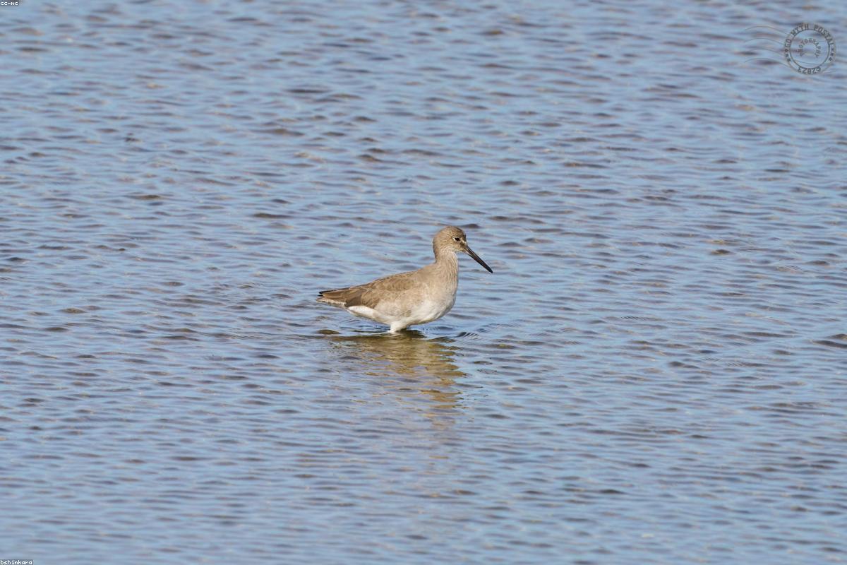 Willet showing wing pattern
