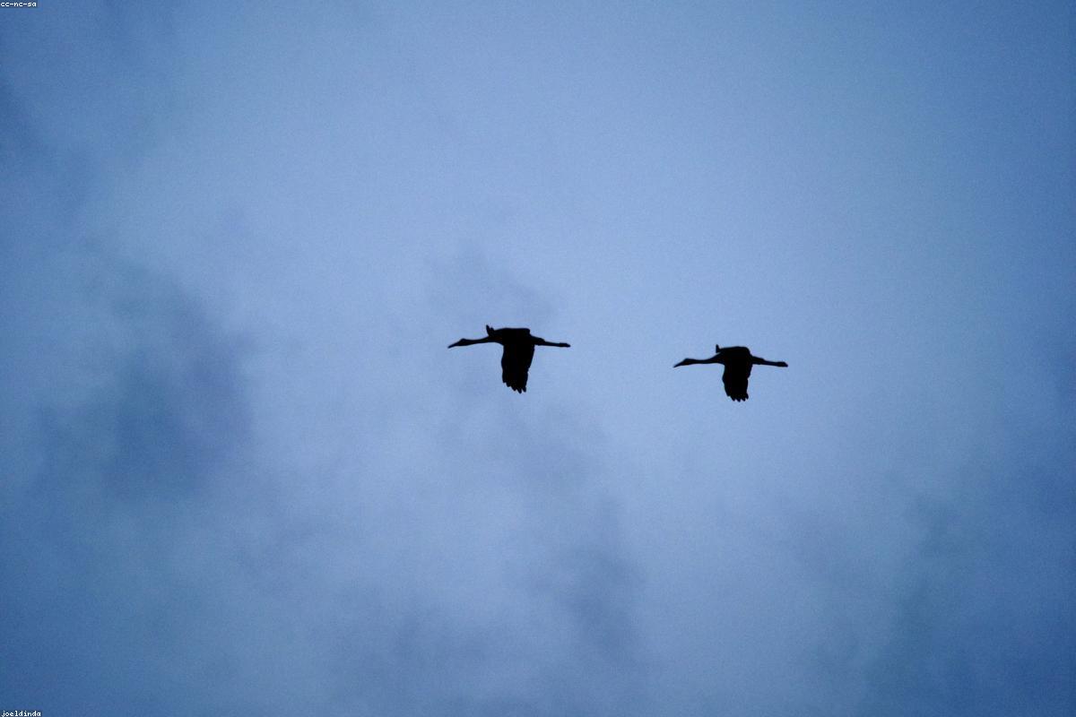 Two sandhill cranes calling