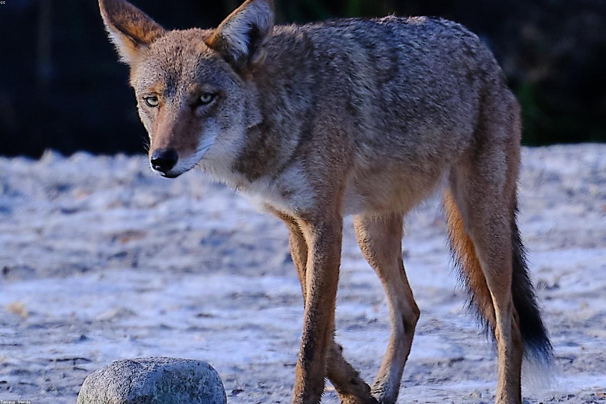Coyote trotting through field
