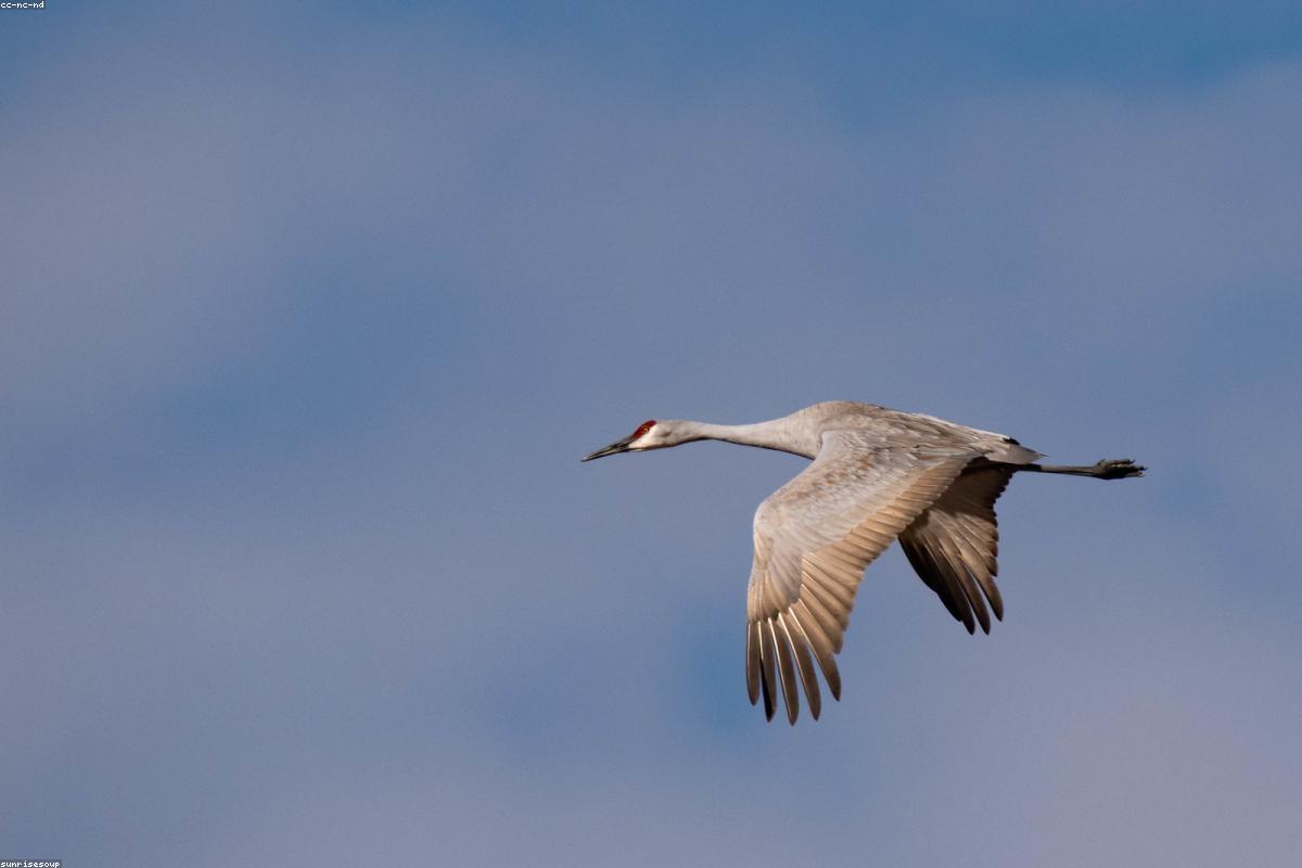 Sandhill cranes in landing gear