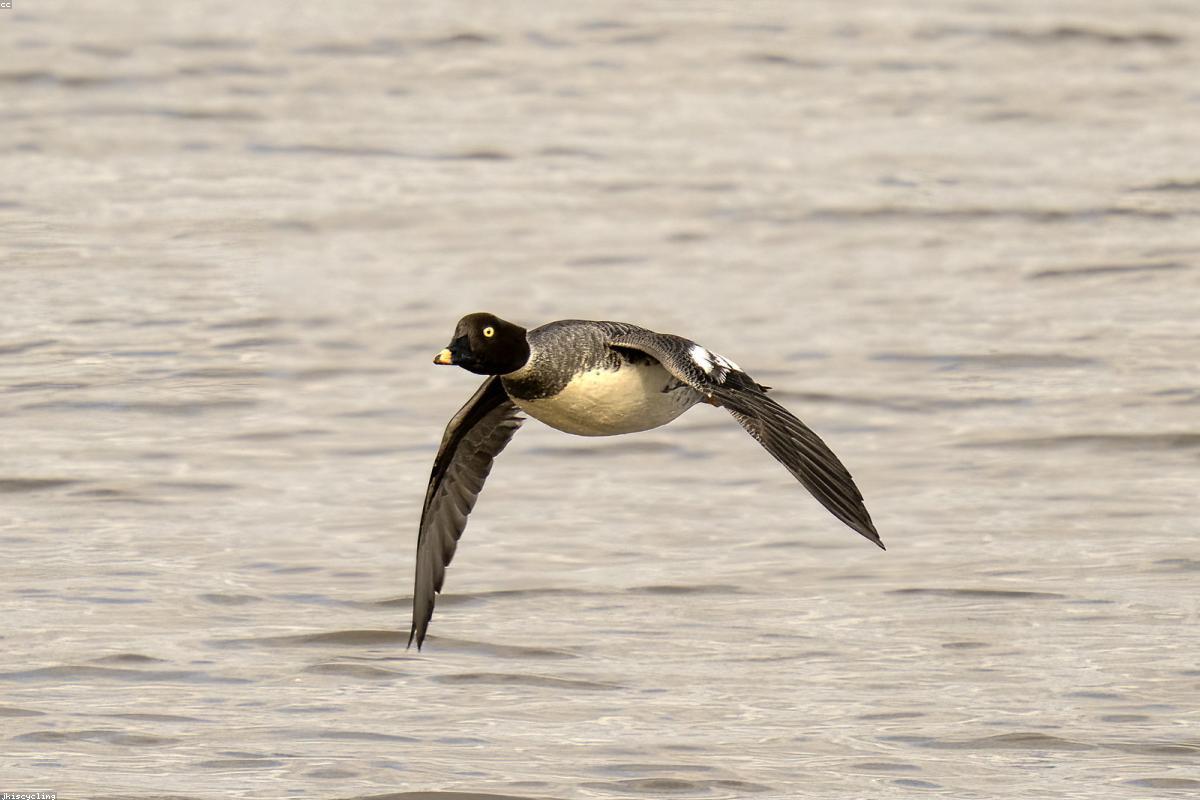 Wigeon on water