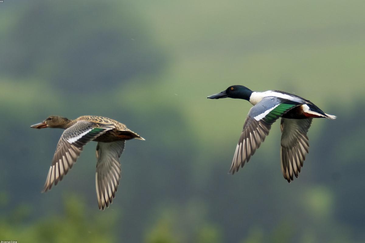 Northern pintail drake