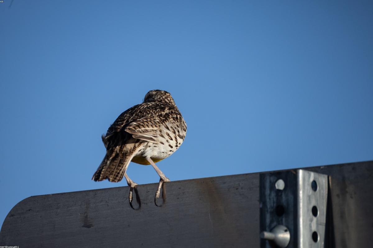 Meadowlark on fence