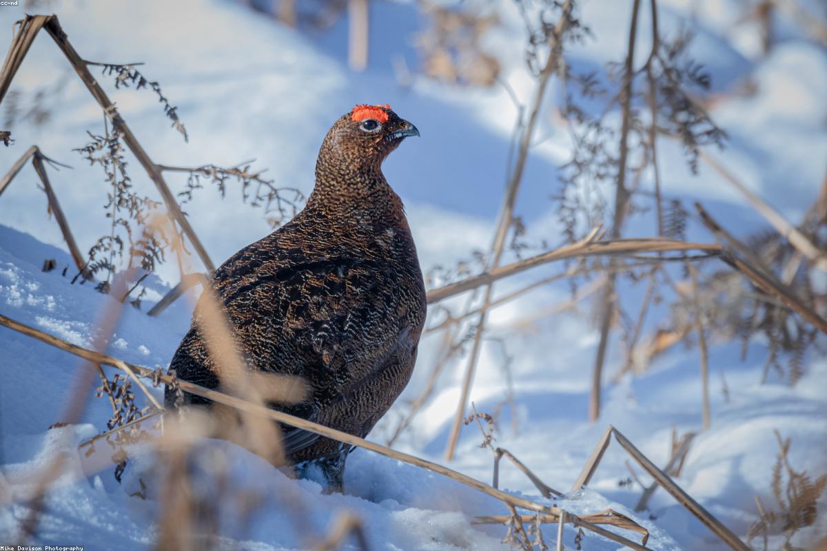 Another red grouse, head only