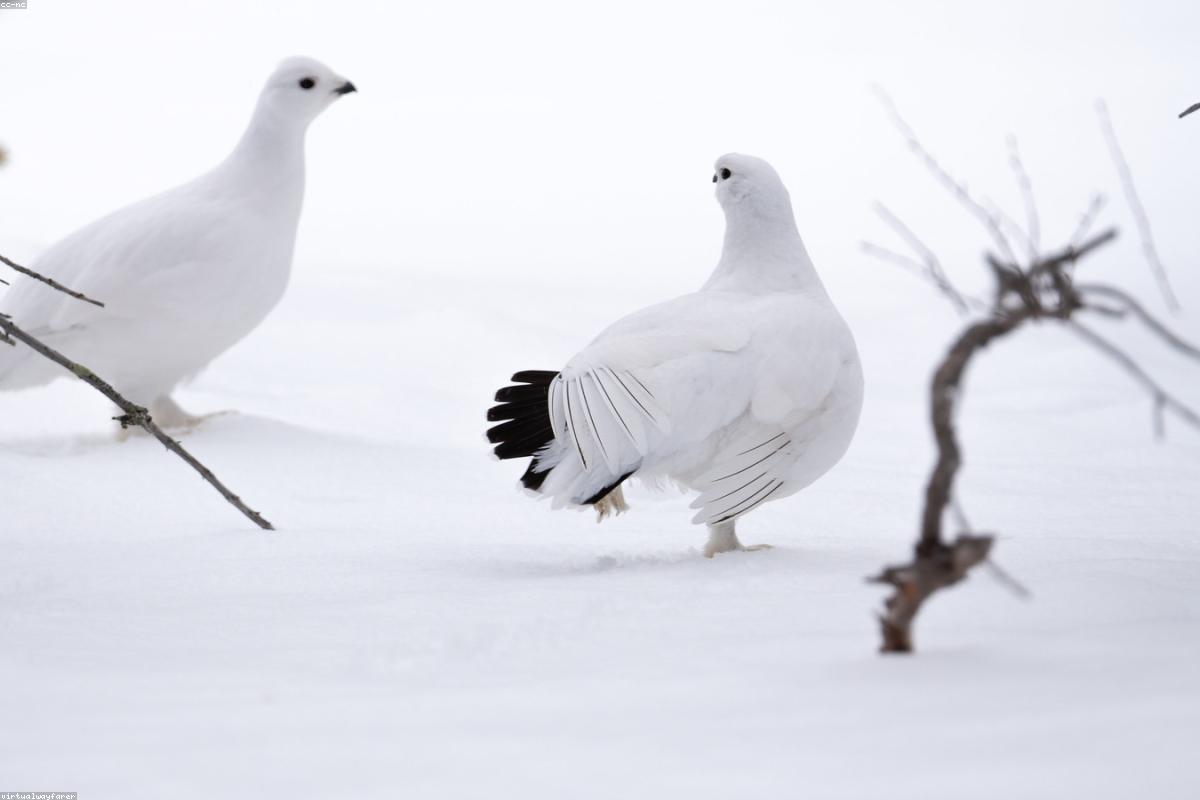 Ptarmigan beginning the molt to white