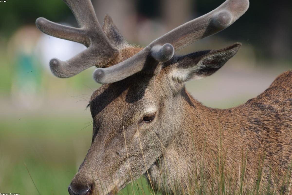 Red deer stag on the skyline
