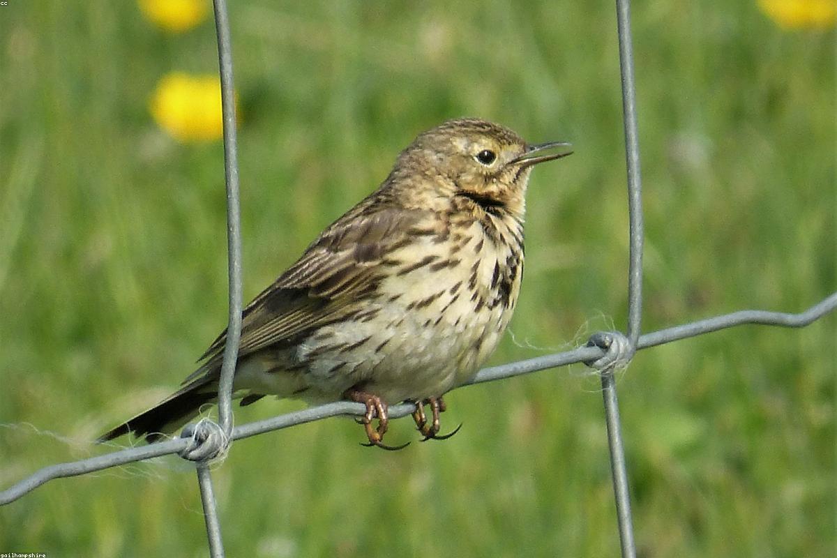 Meadow pipit on a fence post
