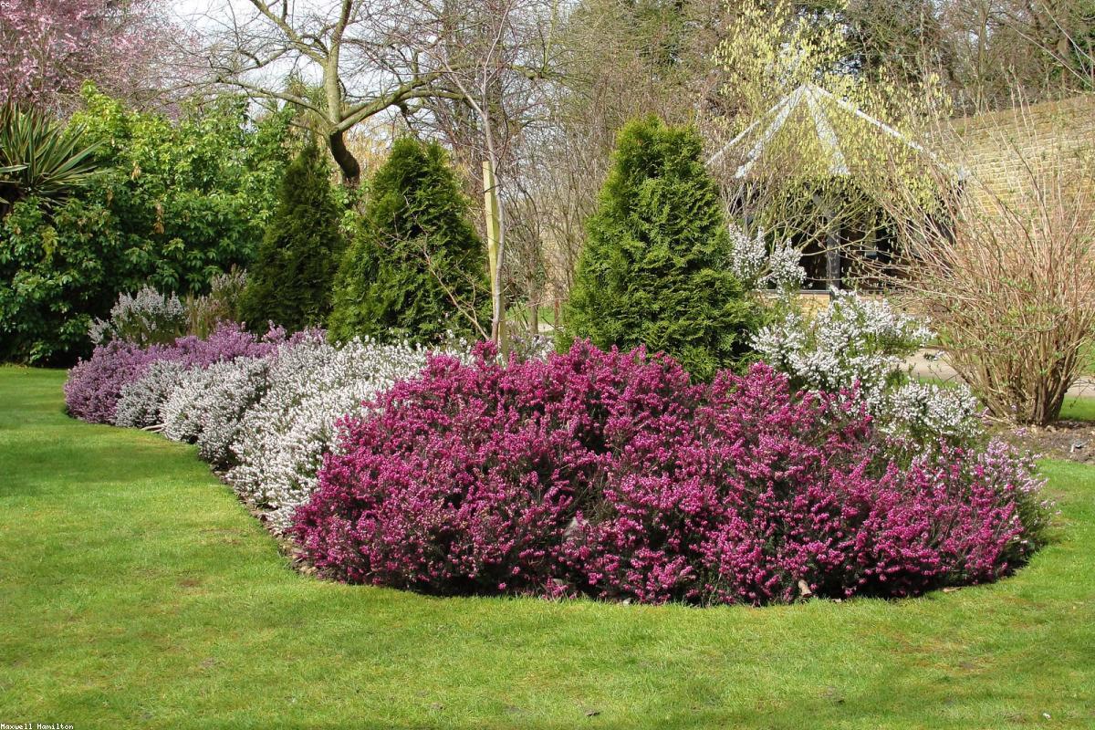 Close view of blooming heather