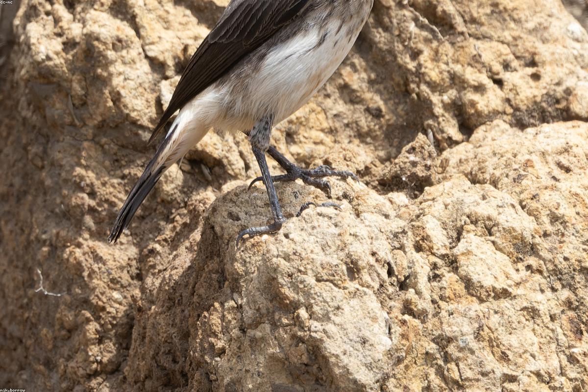 Northern wheatear on exposed rock