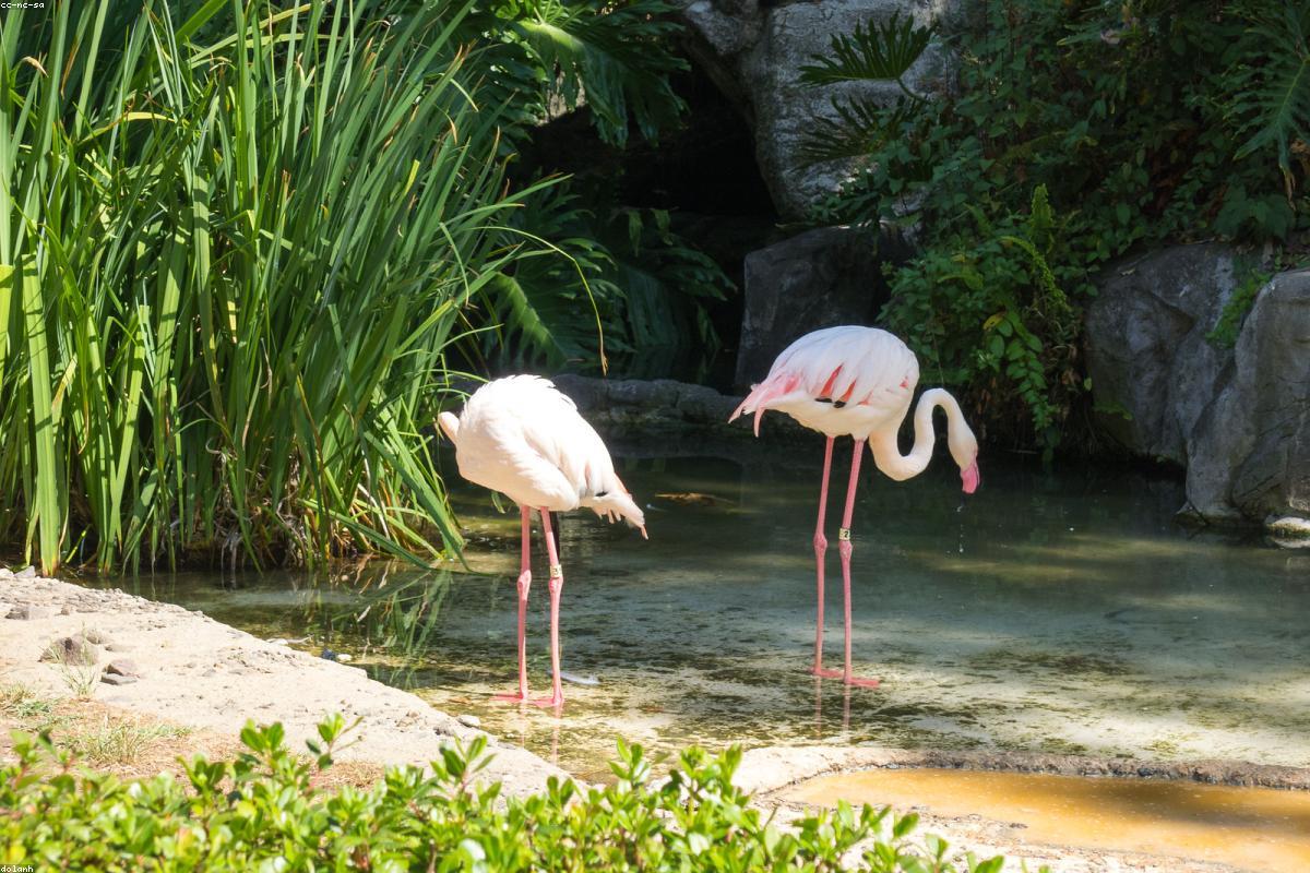 Flamingos on shallow pond
