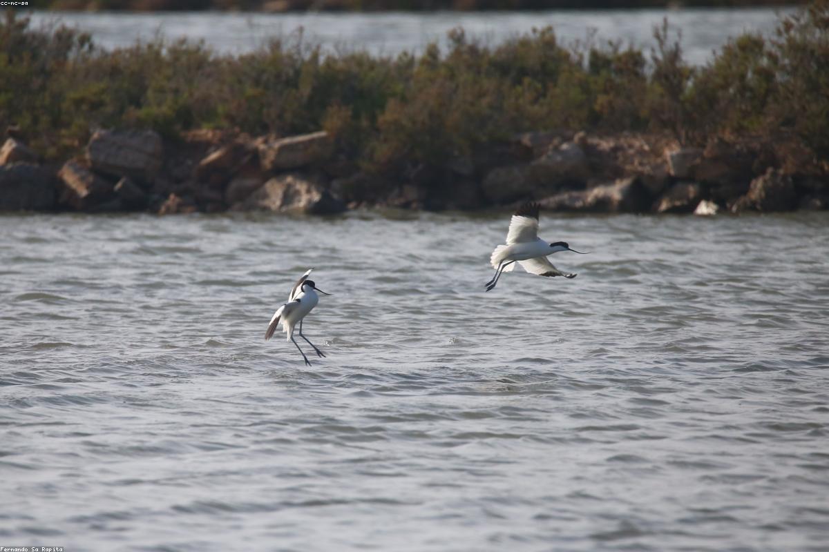Avocet sweeping water