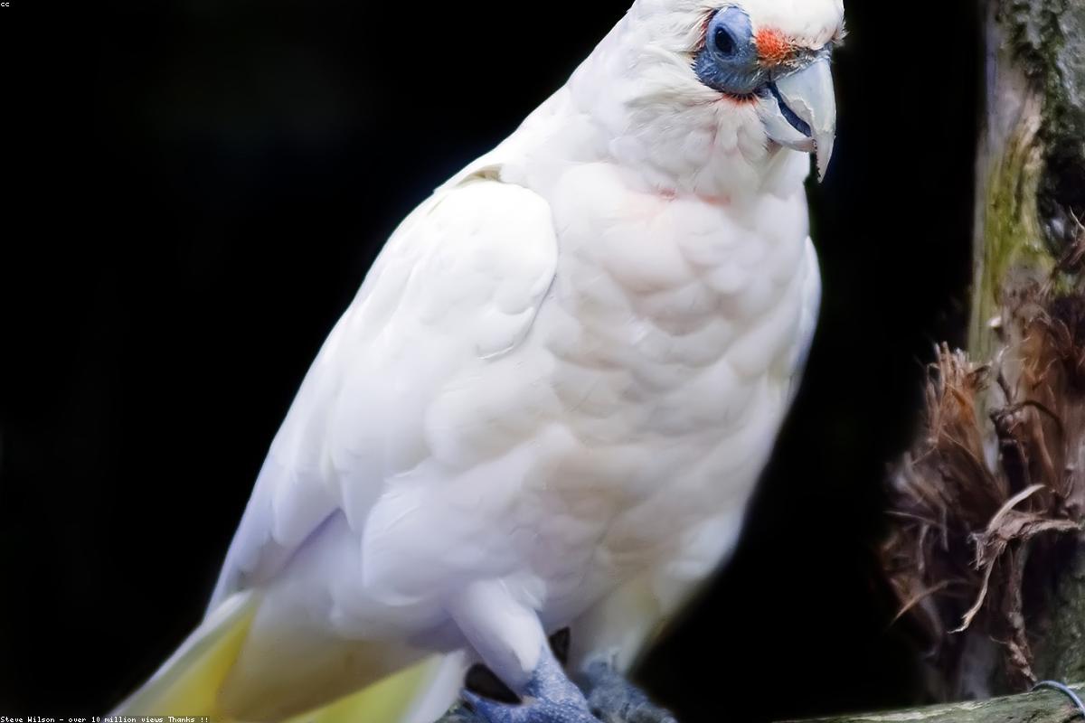 Slender-billed gull