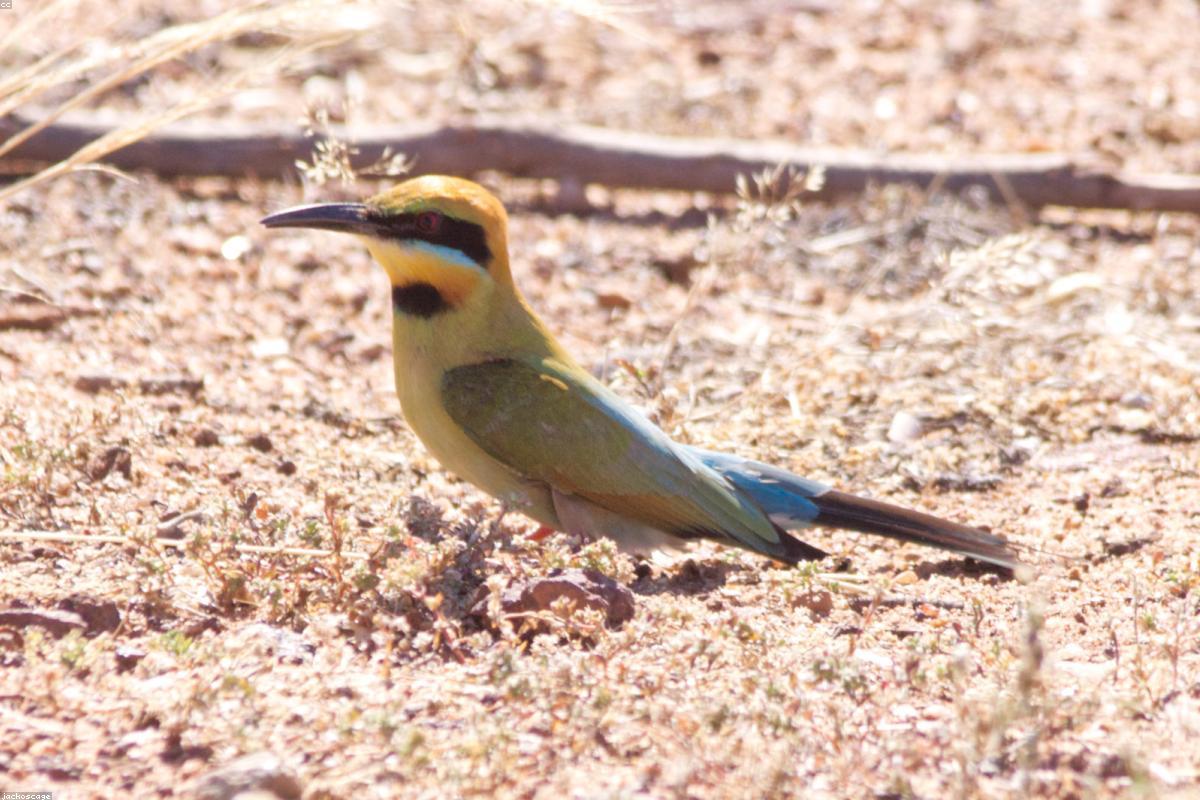 Bee-eater on fence