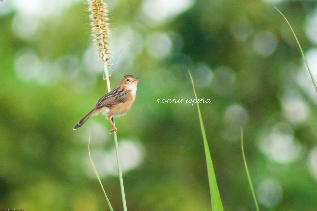Cisticola on reed