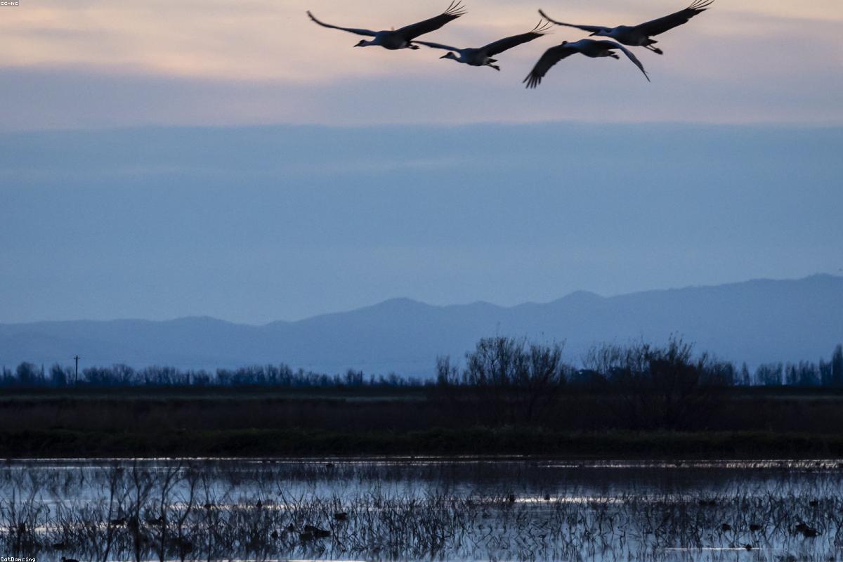 Wide view of Camargue marsh at dusk