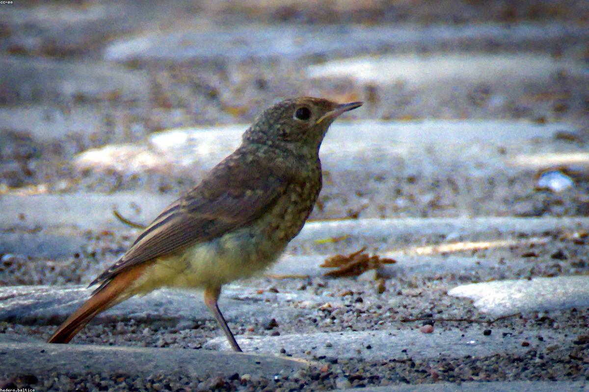 Cape May warbler push