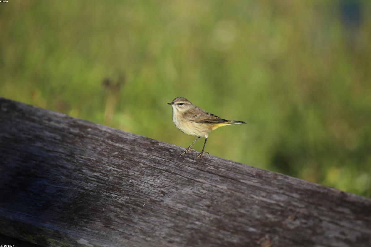 Palm warbler tail-pumping on a branch