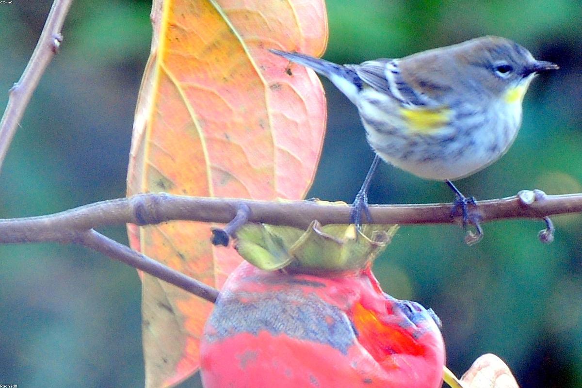 Cape May warbler, fall plumage