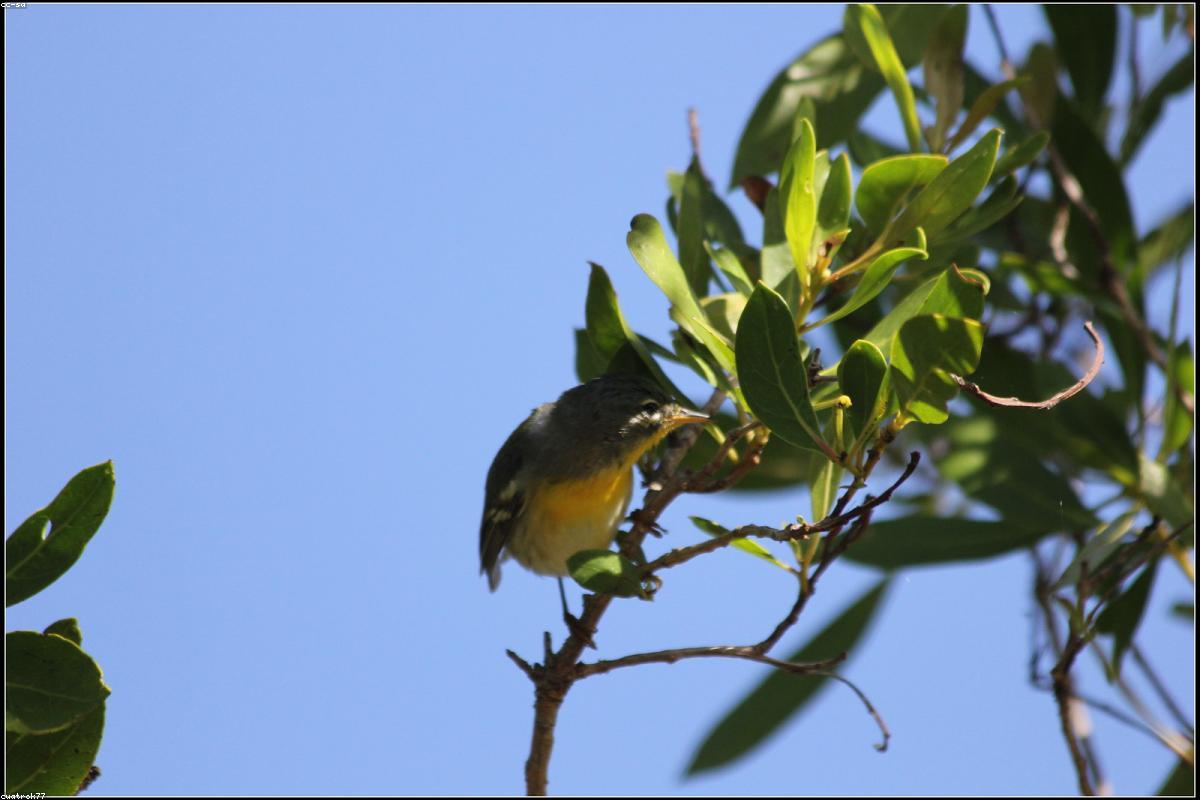 Parula warbler in leaves
