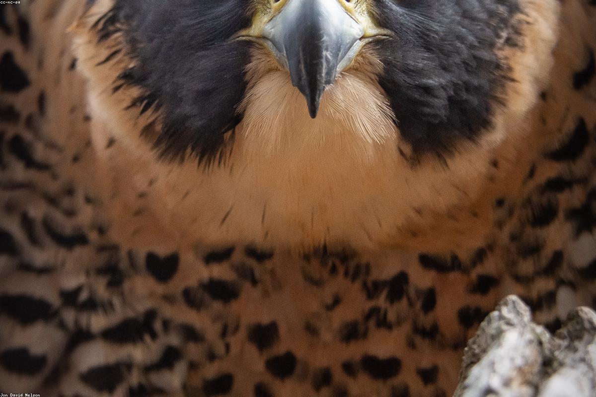 Peregrine falcon flying past