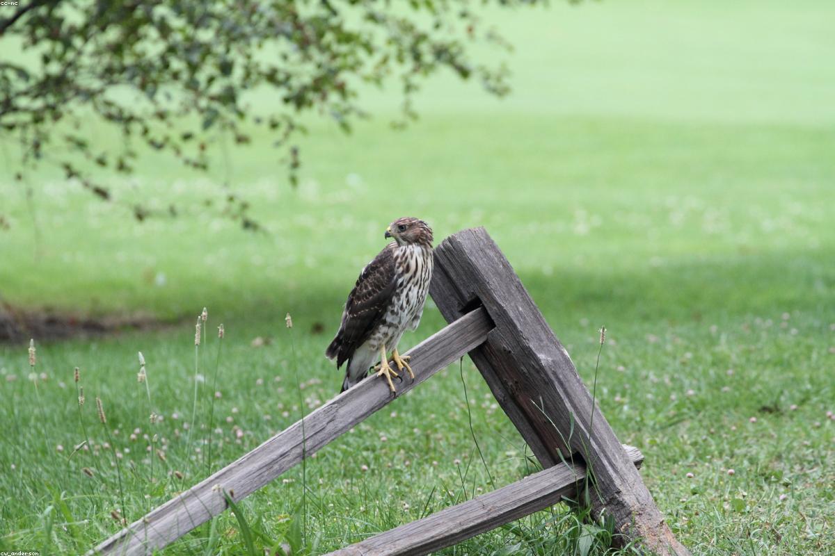 Sharp-shinned hawk in flight