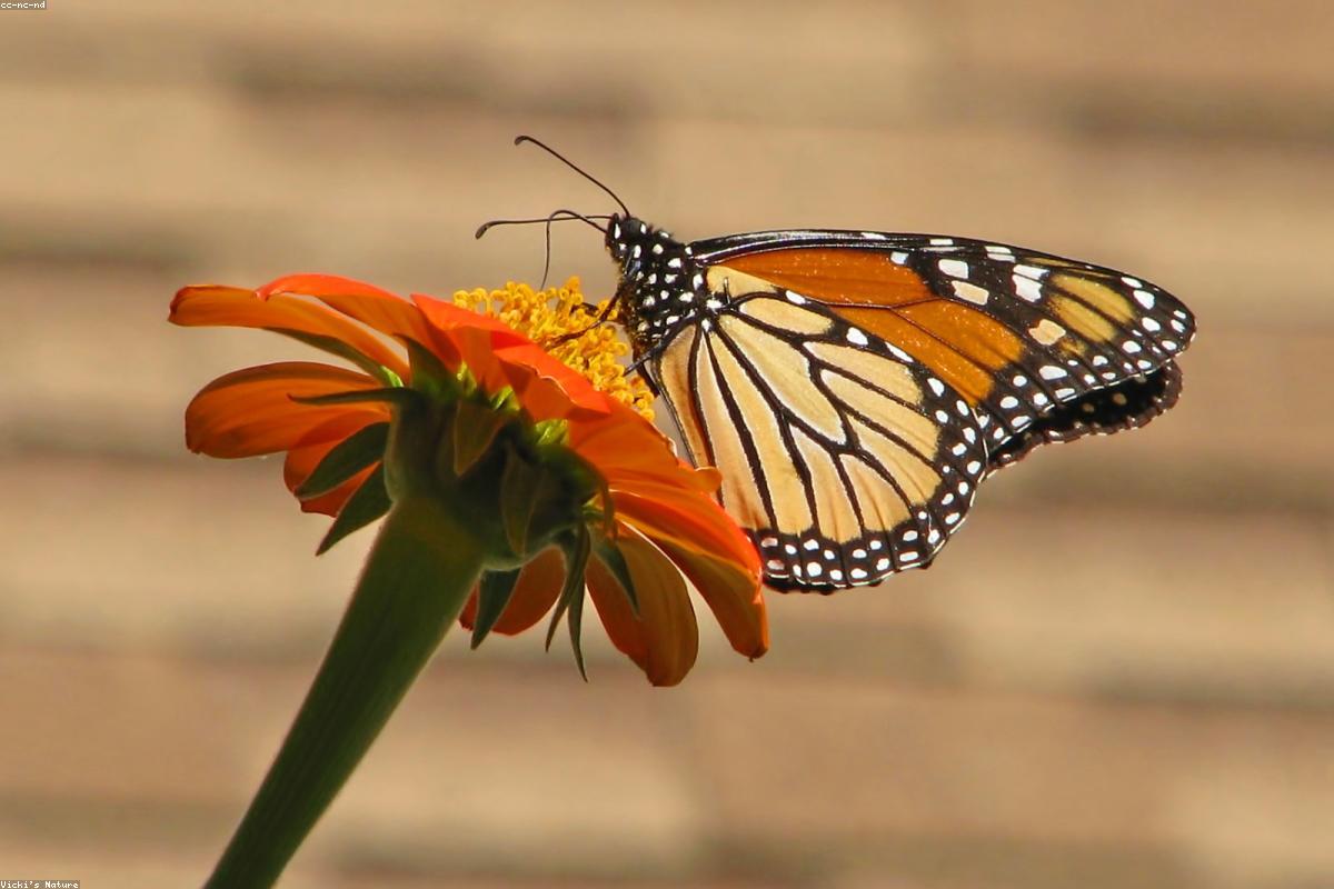 Monarch on seaside goldenrod